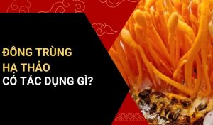 nấm đông trùng hạ thảo