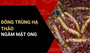 đông trùng hạ thảo ngâm mật ong