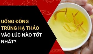 uống đông trùng hạ thảo vào lúc nào tốt nhất