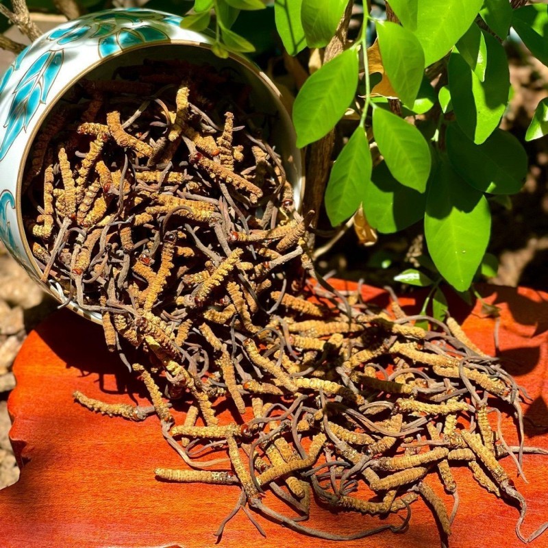 Đông trùng hạ thảo và những lợi ích nổi bật