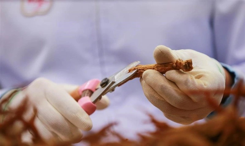 Nguồn gốc và đặc điểm sinh học của cây hồng sâm