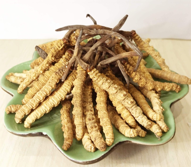 Những Phát Hiện Mới Về Tác Dụng Của Đông Trùng Hạ Thảo Khô