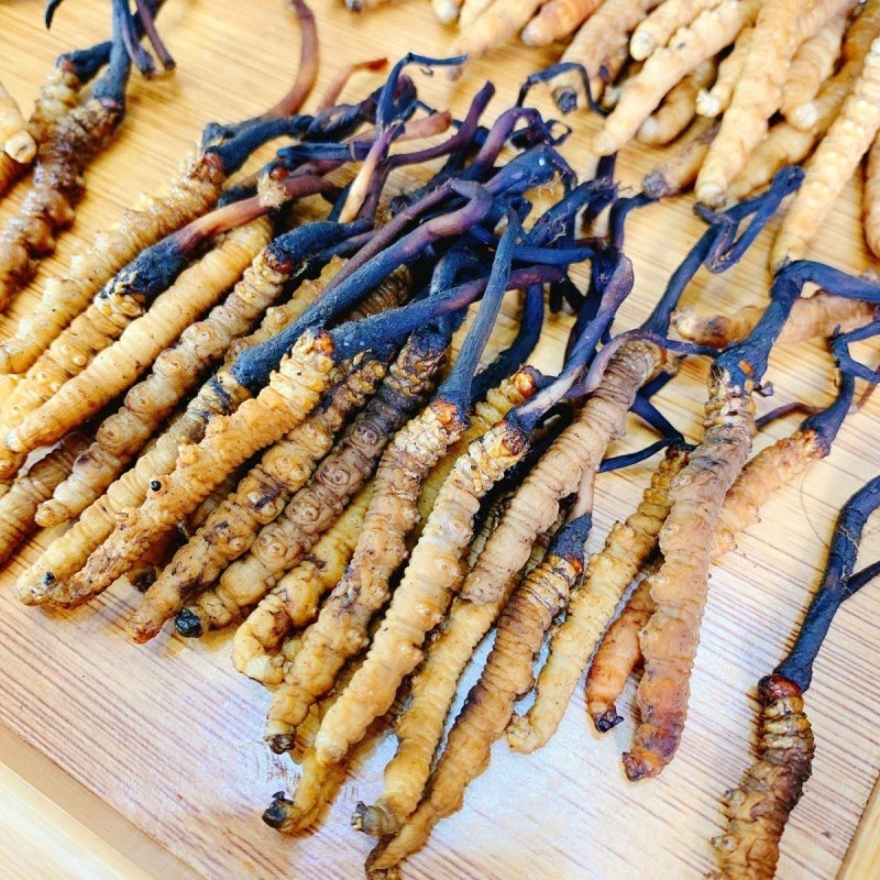 Đông Trùng Hạ Thảo Khô Là Gì?