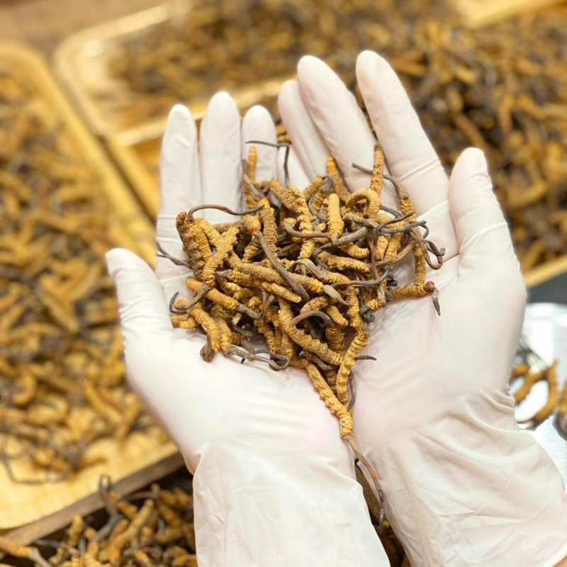 Đông Trùng Hạ Thảo Có Tác Dụng Thật Sự Hay Chỉ Là Truyền Thuyết?