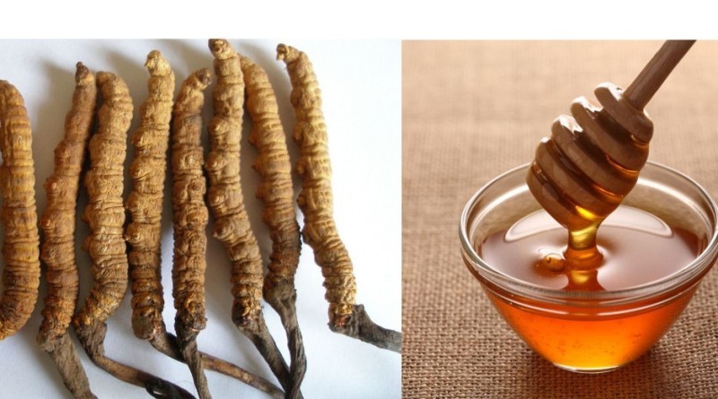 Cách ngâm đông trùng hạ thảo với mật ong đúng chuẩn