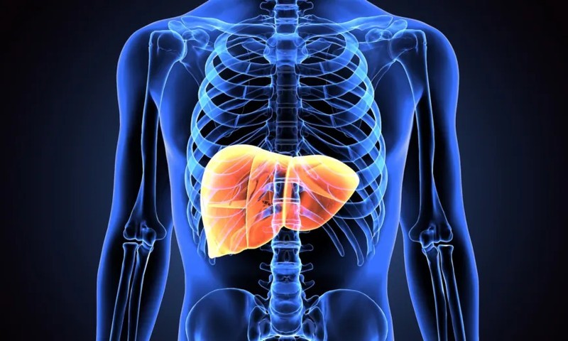 Giai đoạn đầu dùng glucose dự trữ trong gan và máu