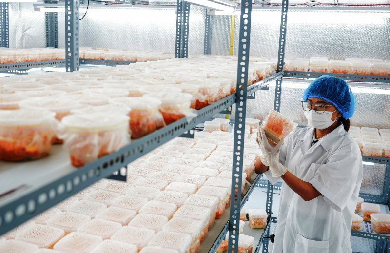 Nấm đông trùng hạ thảo được nuôi cấy