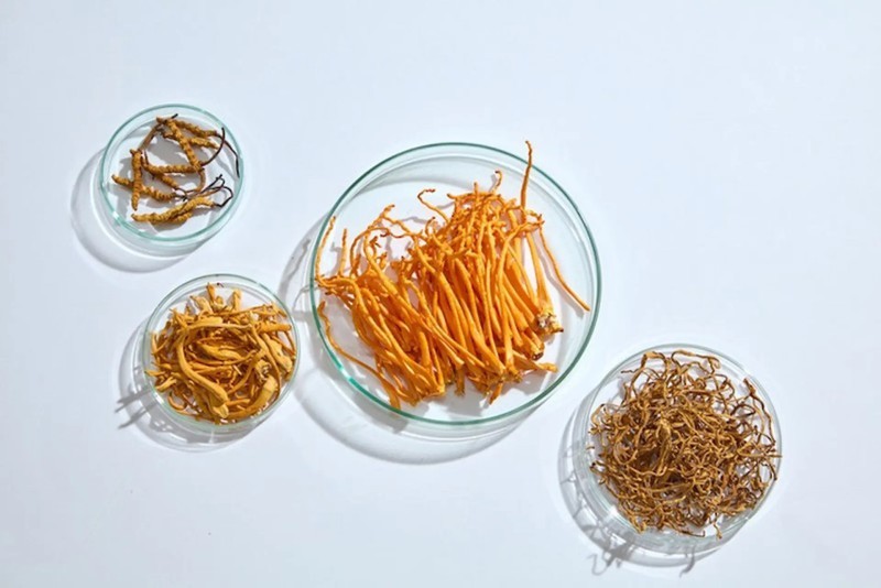 Đông trùng hạ thảo hoạt động thế nào trong cơ thể?