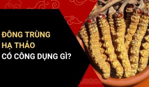 đông trùng hạ thảo có công dụng gì