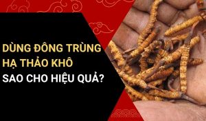 cách sử dụng đông trùng hạ thảo khô