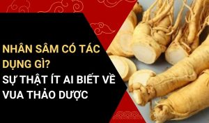 nhân sâm có tác dụng gì